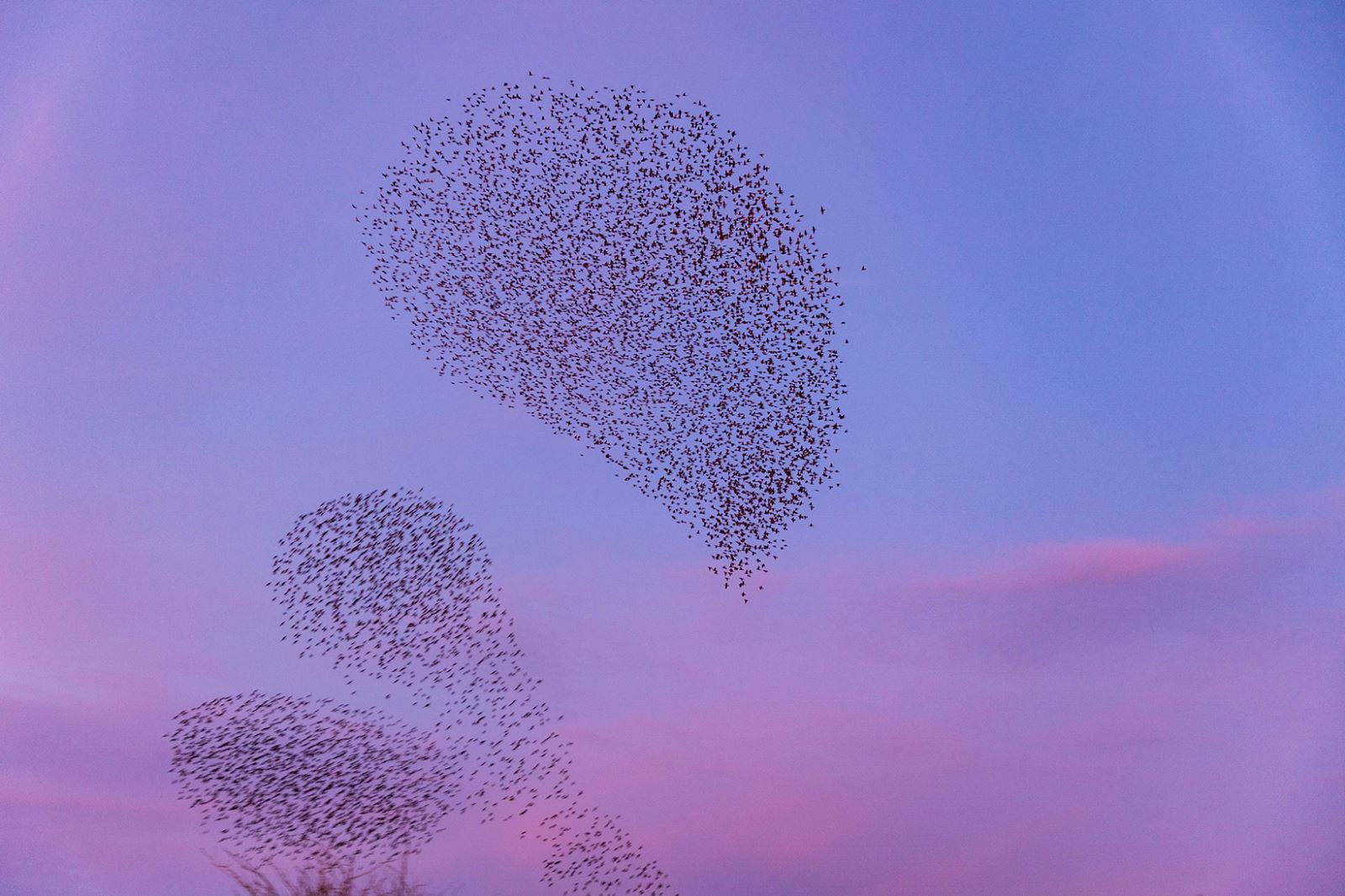 Clevedon starlings